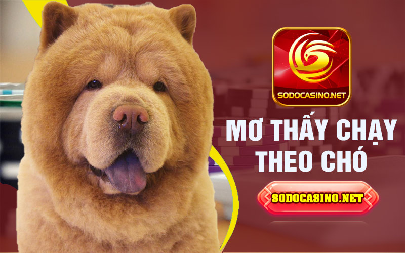 Mơ thấy chạy theo chó